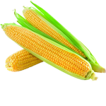 Corn club233