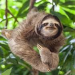 sloth1234567890