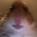 Hamsterr Cult