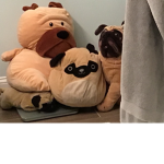 Pug United!