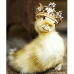 :)Ducks United(: