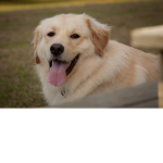 GRACIE MY DOG