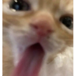 Dᴇsɪʀᴇᴅ Cᴀᴛs