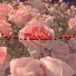 * + - . Florals . - + *