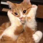 sushi paws <3.