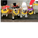 The corgi band