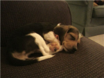 Puppy Lovers of ROBLOXia!