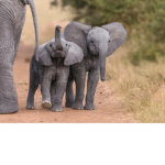 Elephants r so cool