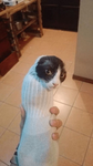 Cats only Allowed