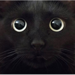 SELL YOUR PETS THİS GROUP
