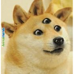 Viva La Doge Resistance!