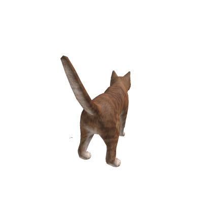 live in a cat kit