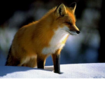 FireLost Foxes