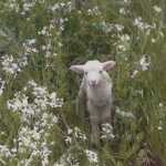 'sheep