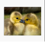 • Ducky Squad •