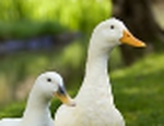 ZA DUCKIES!!!!!