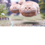 kylie's kitten group