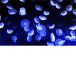 The Fishes