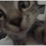 pawsioa