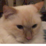 Fat Kitty Club