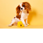 Dog ###### Fan Page