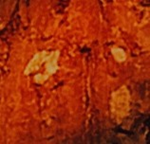 Mystbloom Domain
