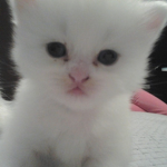 The Crazy Cat!