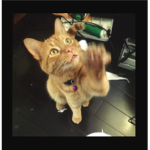 FluffyPlayz fan group