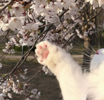 Vanesa’s cats