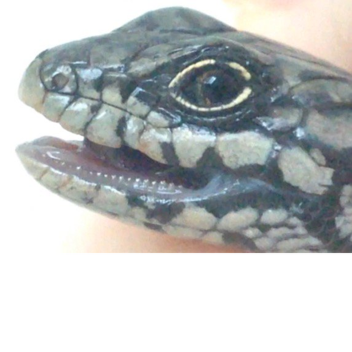 Skinky game model but not a game