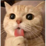 kitty clare