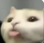 Beluga fans ONLY HOIN IF YOUR A FAN