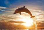 Annabelle's Dophins