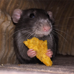 Dorito Rat Kingdom