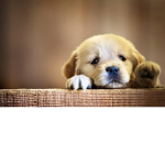 Dogs are Super adorable :)