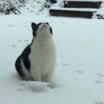 𝚔𝚒𝚝𝚝𝚒𝚎𝚜