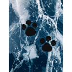 Icy Paws🐾
