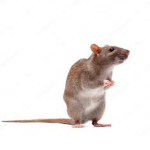The Hairless Rats & Roaches Group