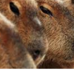 Capybara Empire (CE)