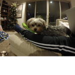 puppy community