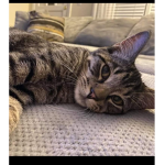Cattt meow