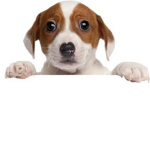 Team Dog FOREVER Vortex