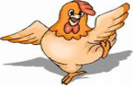 Chicken Fans