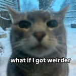 The meow meows squad