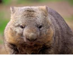 The United Wombats