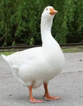 Da Goose Group