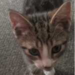 Group of Alex the cat