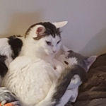 The Epic Bloxy Kittens