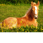 Rescue Foal Center Wild Horse Islands