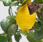 Lemon Tree StudioZ